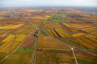 Vue aérienne de Vue sur la végétation aux couleurs automnales du parcours de golf Golfgarten Deutsche Weinstraße - Dackenheim - GOLF absolu à Dackenheim dans le département Rhénanie-Palatinat, Allemagne