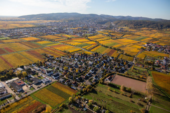 Vue aérienne de Vignobles aux couleurs automnales en Ungstein à le quartier Ungstein in Bad Dürkheim dans le département Rhénanie-Palatinat, Allemagne