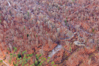 Vue aérienne de Otterbach avec prairies inondées dans le Bienwald à Wörth am Rhein dans le département Rhénanie-Palatinat, Allemagne