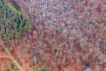 Vue aérienne de Otterbach avec prairies inondées dans le Bienwald à Wörth am Rhein dans le département Rhénanie-Palatinat, Allemagne