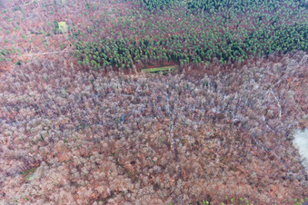 Vue aérienne de Clairières dans le Bienwald à Wörth am Rhein dans le département Rhénanie-Palatinat, Allemagne