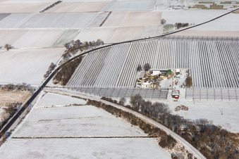 Vue aérienne de Vue aérienne hivernale sous la neige de la ferme d'asperges et de fruits de Gensheimer à Steinweiler dans le département Rhénanie-Palatinat, Allemagne