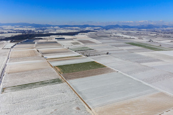 Vue aérienne de Champs enneigés en hiver à Billigheim-Ingenheim dans le département Rhénanie-Palatinat, Allemagne