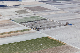 Vue aérienne de Champs et vergers enneigés en hiver à Billigheim-Ingenheim dans le département Rhénanie-Palatinat, Allemagne