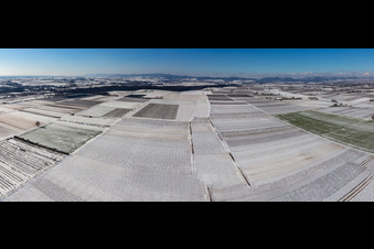Vue aérienne de Champs enneigés en hiver à le quartier Mühlhofen in Billigheim-Ingenheim dans le département Rhénanie-Palatinat, Allemagne