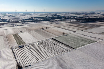Vue aérienne de Champs et vergers enneigés en hiver à le quartier Mühlhofen in Billigheim-Ingenheim dans le département Rhénanie-Palatinat, Allemagne