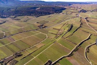 Vue aérienne de Vignobles à Bad Dürkheim dans le département Rhénanie-Palatinat, Allemagne