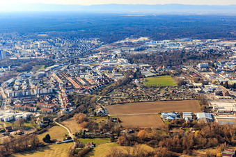 Vue aérienne de Ouest, pâturage de vaches à Speyer dans le département Rhénanie-Palatinat, Allemagne