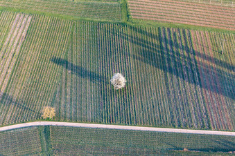 Vue aérienne de Germination printanière de feuilles vertes fraîches sur un arbre dans un vignoble à Göcklingen dans le département Rhénanie-Palatinat, Allemagne