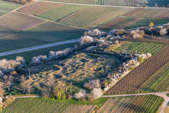 Vue aérienne de Réserve naturelle de Kleine Kalmit avec des arbustes à fleurs printanières à le quartier Arzheim in Landau in der Pfalz dans le département Rhénanie-Palatinat, Allemagne