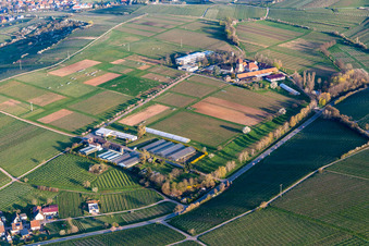 Vue aérienne de JKI à la fleur d'amandier à Siebeldingen dans le département Rhénanie-Palatinat, Allemagne