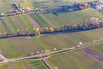 Vue aérienne de Rangée d'arbres sur la Villastraße avec des amandiers en fleurs à Edenkoben dans le département Rhénanie-Palatinat, Allemagne