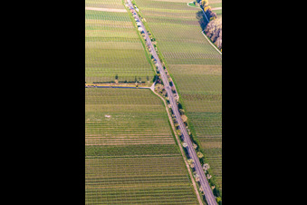 Vue aérienne de Rangée d'arbres sur la Villastraße avec des amandiers en fleurs à Edenkoben dans le département Rhénanie-Palatinat, Allemagne
