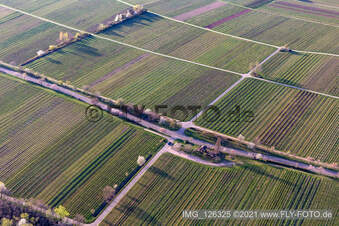 Vue oblique de Villastraße avec des fleurs d'amandier à Edenkoben dans le département Rhénanie-Palatinat, Allemagne