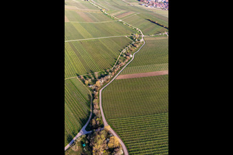 Vue aérienne de Vignes aux fleurs d'amandier à le quartier SaintMartin in Sankt Martin dans le département Rhénanie-Palatinat, Allemagne