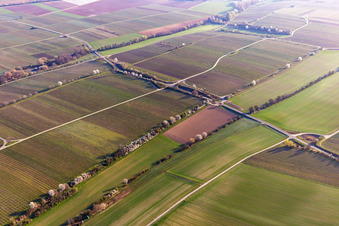 Vue aérienne de Riedgraben avec des fleurs printanières à Essingen dans le département Rhénanie-Palatinat, Allemagne