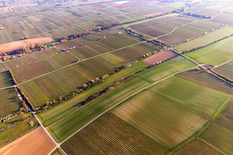 Vue aérienne de Rangées d'arbres en fleurs au Riedgraben à Essingen dans le département Rhénanie-Palatinat, Allemagne