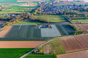 Photographie aérienne de Asperges et Obsthof Gensheimer à Steinweiler dans le département Rhénanie-Palatinat, Allemagne