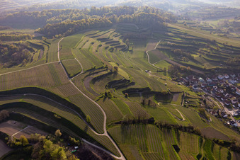 Vue aérienne de Vignobles à le quartier Hecklingen in Kenzingen dans le département Bade-Wurtemberg, Allemagne