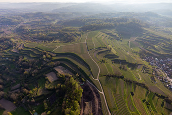 Vue aérienne de Vignobles à le quartier Hecklingen in Kenzingen dans le département Bade-Wurtemberg, Allemagne