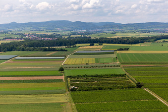 Vue aérienne de Plantation fruitière Eier-Meier à le quartier Mühlhofen in Billigheim-Ingenheim dans le département Rhénanie-Palatinat, Allemagne
