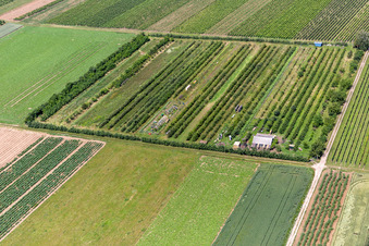 Plantation fruitière Eier-Meier à le quartier Mühlhofen in Billigheim-Ingenheim dans le département Rhénanie-Palatinat, Allemagne d'en haut