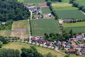 Vue aérienne de Labyrinthe de maïs et salon de plage Steinweiler Seehof à Steinweiler dans le département Rhénanie-Palatinat, Allemagne