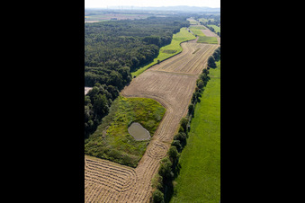 Vue aérienne de Biotope entre Flutgraben et Erlenbach à Steinweiler dans le département Rhénanie-Palatinat, Allemagne