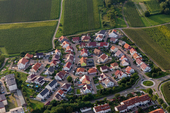 Vue aérienne de Dans le vignoble à le quartier Pleisweiler in Bad Bergzabern dans le département Rhénanie-Palatinat, Allemagne