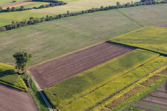 Vue aérienne de Quartier Waldhausen in Altheim dans le département Bade-Wurtemberg, Allemagne
