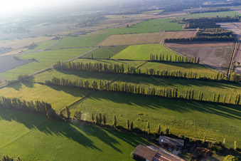 Vue aérienne de Champs protégés du vent à Maillane dans le département Bouches du Rhône, France