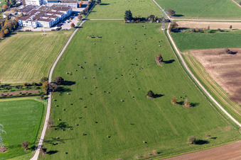 Vue aérienne de Pâturage pour bétail à le quartier Langensteinbach in Karlsbad dans le département Bade-Wurtemberg, Allemagne