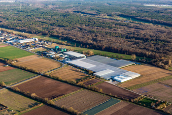 Vue aérienne de Rudolf Sinn Young Plants GmbH & Co. KG à le quartier Niederlustadt in Lustadt dans le département Rhénanie-Palatinat, Allemagne