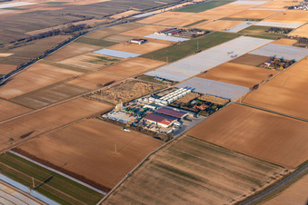 Vue aérienne de Hortulanushof, Stubenbordt GmbH & Co. KG / Dieter Stubenbordt Culture maraîchère à Zeiskam dans le département Rhénanie-Palatinat, Allemagne