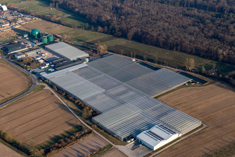 Vue aérienne de Rudolf Sinn Young Plants GmbH & Co. KG à le quartier Niederlustadt in Lustadt dans le département Rhénanie-Palatinat, Allemagne