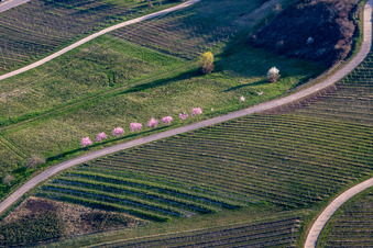 Vue aérienne de Fleurs d'amandier sur la route des vins du sud à Klingenmünster à Klingenmünster dans le département Rhénanie-Palatinat, Allemagne