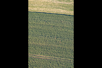 Vue aérienne de Jeu sur le terrain à Niederlauterbach dans le département Bas Rhin, France