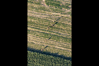 Photographie aérienne de Jeu sur le terrain à Niederlauterbach dans le département Bas Rhin, France