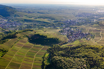 Vue aérienne de Châtaignier à Birkweiler dans le département Rhénanie-Palatinat, Allemagne