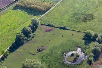 Vue aérienne de Biotope à Billigheimer Bruch à le quartier Mühlhofen in Billigheim-Ingenheim dans le département Rhénanie-Palatinat, Allemagne