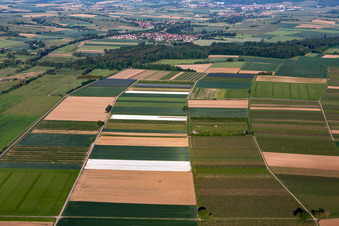 Vue aérienne de À Tiefenthal avec champs et vignobles à Billigheimer Bruch à le quartier Mühlhofen in Billigheim-Ingenheim dans le département Rhénanie-Palatinat, Allemagne