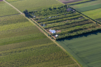 Vue aérienne de Plantation fruitière à le quartier Mühlhofen in Billigheim-Ingenheim dans le département Rhénanie-Palatinat, Allemagne