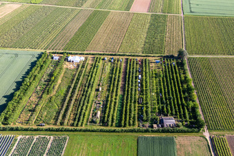 Vue oblique de Plantation fruitière à le quartier Mühlhofen in Billigheim-Ingenheim dans le département Rhénanie-Palatinat, Allemagne