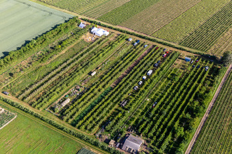 Plantation fruitière à le quartier Mühlhofen in Billigheim-Ingenheim dans le département Rhénanie-Palatinat, Allemagne d'en haut