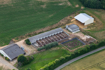 Vue aérienne de Élevage porcin de Cournon en plein air à Saint-Michel-de-Chavaignes dans le département Sarthe, France