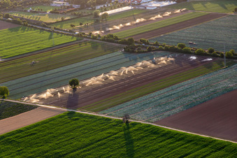 Vue aérienne de Irrigation des champs de légumes à le quartier Niederlustadt in Lustadt dans le département Rhénanie-Palatinat, Allemagne