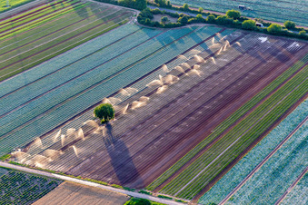 Vue aérienne de Irrigation des champs de laitues et de légumes/Palatinat à le quartier Niederlustadt in Lustadt dans le département Rhénanie-Palatinat, Allemagne