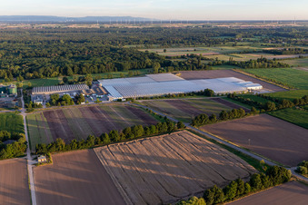 Photographie aérienne de Rudolf Sinn Young Plants GmbH & Co. KG à le quartier Niederlustadt in Lustadt dans le département Rhénanie-Palatinat, Allemagne