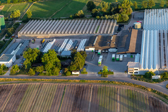 Rudolf Sinn Young Plants GmbH & Co. KG à le quartier Niederlustadt in Lustadt dans le département Rhénanie-Palatinat, Allemagne d'en haut
