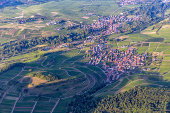 Photographie aérienne de Châtaignier à Birkweiler dans le département Rhénanie-Palatinat, Allemagne